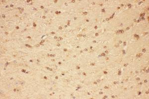 Anti-CNTF Picoband antibody,  IHC(P): Mouse Brain Tissue (CNTF Antikörper  (AA 2-198))