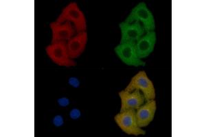 Annexin A2 Mouse Monoclonal Antibody staining Hela cells by IF/ICC. (Annexin A2 Antikörper  (Internal Region))