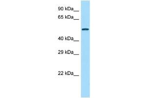 Host: Rabbit Target Name: Agpat9 Sample Type: Rat Spleen lysates Antibody Dilution: 1.