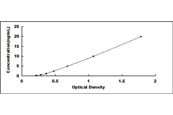 BHMT ELISA Kit