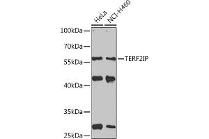 Western blot analysis of extracts of various cell lines, using TERF2IP Rabbit pAb  at 1:1000 dilution. (RAP1 Antikörper  (AA 1-280))