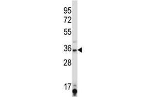 SIRT6 antibody western blot analysis in K562 lysate. (SIRT6 Antikörper  (AA 276-305))