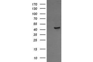 Image no. 1 for anti-Calreticulin 3 (CALR3) antibody (ABIN1497080)