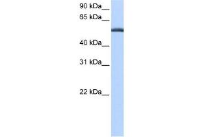 Beta Lactamase antibody used at 0.