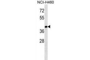 Western Blotting (WB) image for anti-Melanoma Antigen Family B, 10 (MAGEB10) antibody (ABIN2998596) (MAGEB10 Antikörper)