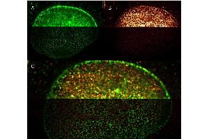 Immunofluorescence (IF) image for Goat anti-Mouse IgG antibody (DyLight 488) - Preadsorbed (ABIN6699005)