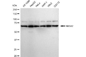 Western blotting analysis using NR5A2 antibody (ABIN7799662).