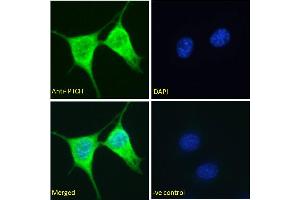 ABIN185521 Immunofluorescence analysis of paraformaldehyde fixed NIH3T3 cells, permeabilized with 0.