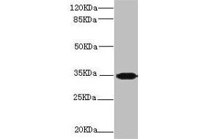 Western blot All lanes: PLSCR1 antibody at 2. (PLSCR1 Antikörper  (AA 1-318))
