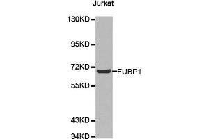 Western Blotting (WB) image for anti-Far Upstream Element (FUSE) Binding Protein 1 (FUBP1) antibody (ABIN1876790) (FUBP1 Antikörper)