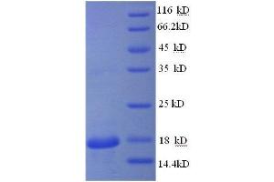 Peptidylprolyl Isomerase A (Cyclophilin A) (PPIA) (AA 2-165), (full length) protein (GST tag)
