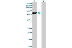 Western Blot analysis of NFIC expression in transfected 293T cell line by NFIC MaxPab polyclonal antibody. (NFIC Antikörper  (AA 1-428))
