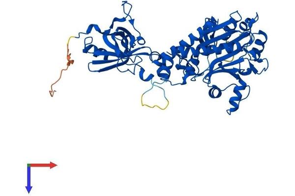 DARS Protein (AA 1-501) (His tag)