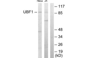 Western blot analysis of extracts from HeLa cells and Jurkat cells, using UBF1 antibody. (UBTF Antikörper  (Internal Region))
