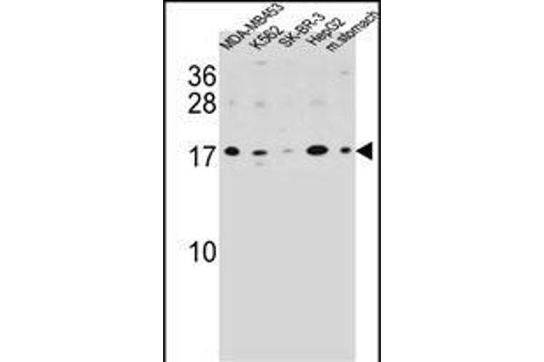 S100Z antibody  (N-Term)