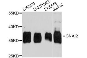 Western blot analysis of extracts of various cell lines, using GNAI2 antibody (ABIN5975620) at 1/1000 dilution. (GNAI2 Antikörper)