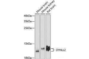 Western blot analysis of extracts of various cell lines using DYNLL2 Polyclonal Antibody at dilution of 1:3000. (DYNLL2 Antikörper)