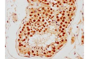 IHC image of nsucHU diluted at 1:10 and staining in paraffin-embedded human testis tissue performed on a Leica BondTM system. (HIST1H2AG Antikörper  (AA 2-14))