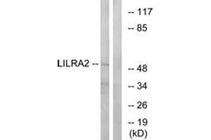Western Blotting (WB) image for anti-Leukocyte Immunoglobulin-Like Receptor, Subfamily A (With TM Domain), Member 2 (LILRA2) (AA 50-99) antibody (ABIN2890393) (LILRA2 Antikörper  (AA 50-99))