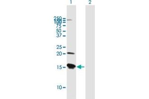 Western Blot analysis of VAMP8 expression in transfected 293T cell line by VAMP8 MaxPab polyclonal antibody.