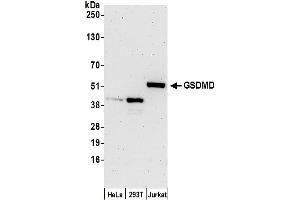 Western Blotting (WB) image for anti-Gasdermin D (GSDMD) (AA 434-484) antibody (ABIN7452611)