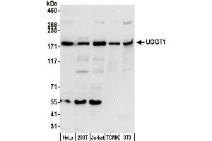 anti-UDP-Glucose Glycoprotein Glucosyltransferase 1 (UGGT1) (AA 25-75) antibody