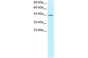 Western Blotting (WB) image for anti-Nuclear Transcription Factor Y, alpha (NFYA) antibody (ABIN2460199) (NFYA Antikörper)