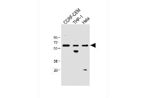 All lanes : Anti-FCGR1B Antibody (C-term) at 1:500 dilution Lane 1: CCRF-CEM whole cell lysate Lane 2: THP-1 whole cell lysate Lane 3: Hela whole cell lysate Lysates/proteins at 20 μg per lane. (FCGR1B Antikörper  (C-Term))