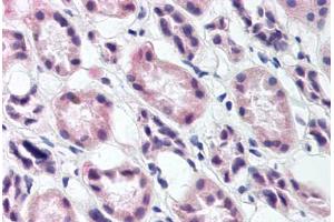 Kidney (RREB1 Antikörper)