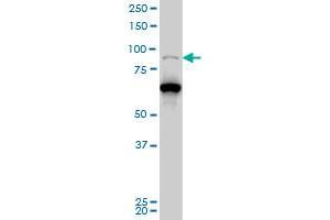 PCAF monoclonal antibody (M04), clone 5E11 Western Blot analysis of PCAF expression in Hela S3 NE . (KAT2B Antikörper  (AA 353-452))