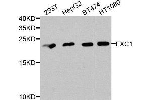 Western blot analysis of extracts of various cells, using TIMM10B antibody. (TIMM10B Antikörper)