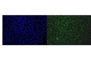 IF analysis of EAPP using anti-EAPP antibody (ABIN7599214). (EAPP Antikörper  (AA 1-285))