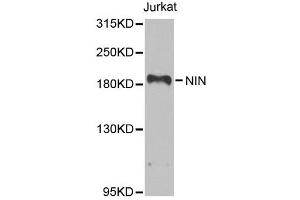 Western blot analysis of extracts of Jurkat cells, using NIN antibody (ABIN5974918) at 1/1000 dilution. (Ninein Antikörper)