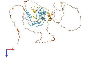 ZIC3 Protein (AA 1-467) (His tag)
