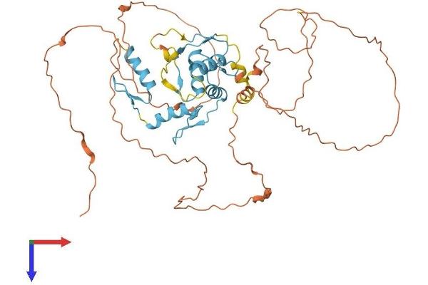 ZIC3 Protein (AA 1-467) (His tag)