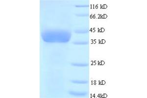 SDS-PAGE (SDS) image for Glyceraldehyde-3-Phosphate Dehydrogenase (G3P) (AA 2-333) protein (His tag) (ABIN5709559)