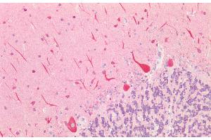Immunohistochemistry (IHC) image for anti-Microtubule-Associated Protein 1A (MAP1A) (AA 2552-2759) antibody (ABIN7431635)