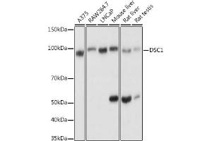 Western blot analysis of extracts of various cell lines, using DSC1 antibody (ABIN6127801, ABIN6139825, ABIN6139826 and ABIN6214179) at 1:1000 dilution. (Desmocollin 1 Antikörper  (AA 480-690))