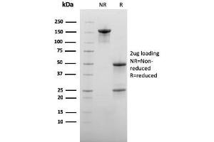 SDS-PAGE Analysis Purified CD73 Mouse Monoclonal Antibody (NT5E/2545). (CD73 Antikörper)