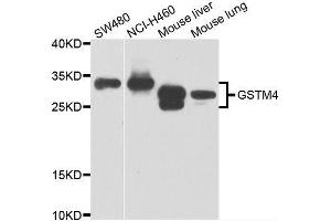 Western blot analysis of extracts of various cell lines, using GSTM4 antibody. (GSTM4 Antikörper  (AA 1-218))