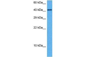 Western Blotting (WB) image for anti-Transforming Growth Factor, beta 1 (TGFB1) (Middle Region) antibody (ABIN2780306)