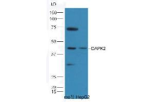 Lane 1: Mouse Kidney lysate; Lane 2: HepG2 lysate probed  at 1:5000 90min in 37˚C. (Dapk1/2 (AA 271-370) Antikörper)