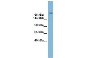 SETBP1 antibody used at 0. (SETBP1 Antikörper  (Middle Region))