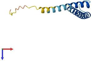 TIMM13 Protein (AA 1-95) (His tag)