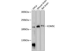 Western blot analysis of extracts of various cell lines, using KDM5C antibody (ABIN7268331) at 1:1000 dilution. (KDM5C Antikörper  (C-Term))