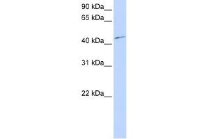 WB Suggested Anti-PCTK3 Antibody Titration:  0. (CDK18 Antikörper  (N-Term))