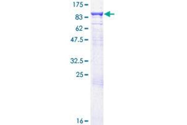 GUCY1A1 Protein (AA 1-690) (GST tag)