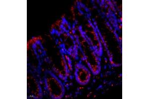 Immunofluorescence analysis of paraffin embedded mouse rectum using Cathepsin-Z (ABIN7073350) at dilution of 1: 600 (Cathepsin Z Antikörper)