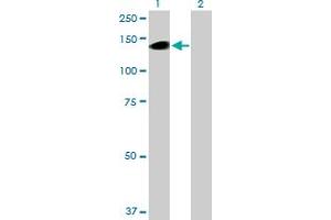 Western Blot analysis of BCAN expression in transfected 293T cell line by BCAN MaxPab polyclonal antibody. (BCAN Antikörper  (AA 1-911))