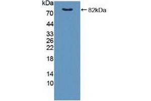 Detection of Recombinant FKBP4, Human using Polyclonal Antibody to FK506 Binding Protein 4 (FKBP4) (FKBP4 Antikörper  (AA 2-459))